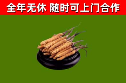 烟台市烟酒回收冬虫夏草.jpg